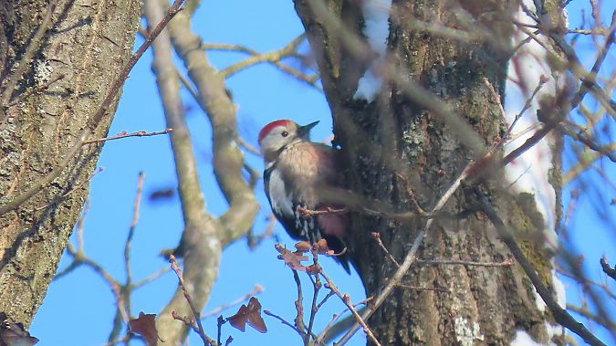 dzięcioł średni  - Marcin Galus