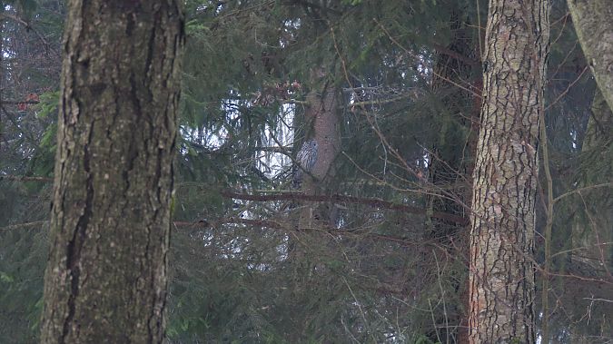 Chouette de l'Oural  - Marcin Galus