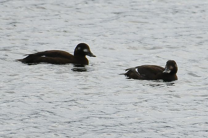 Samtente  - Paweł Zaniecki