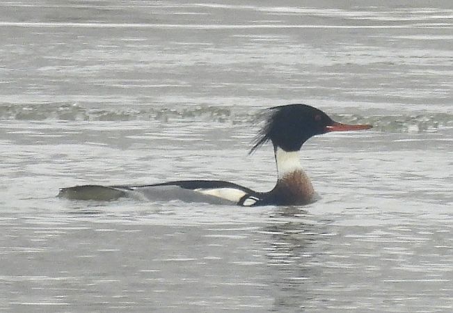 szlachar  - Anna Paszkowska