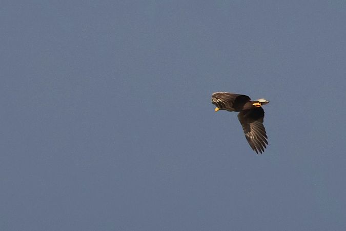 bielik  - Krzysztof Czajowski