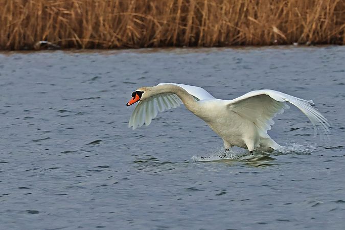 łabędź niemy  - Krzysztof Czajowski
