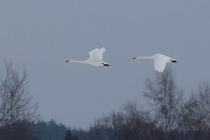 łabędź krzykliwy  - Krzysztof Czajowski