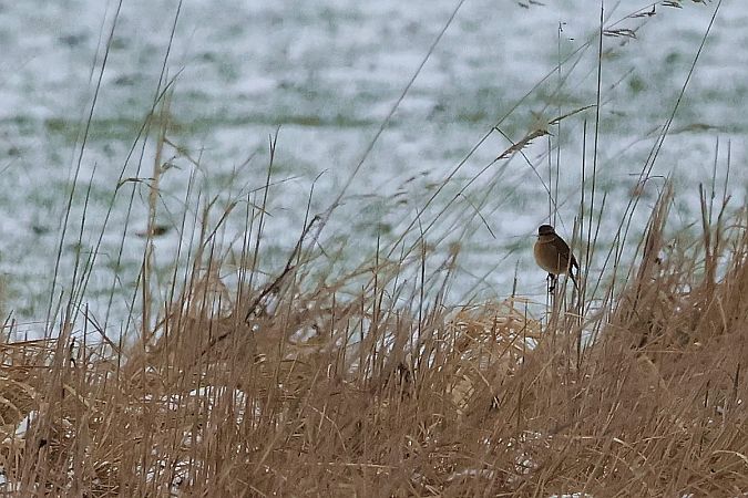 kląskawka  - Krzysztof Czajowski
