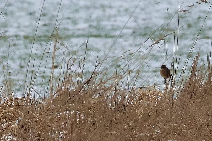Schwarzkehlchen  - Krzysztof Czajowski
