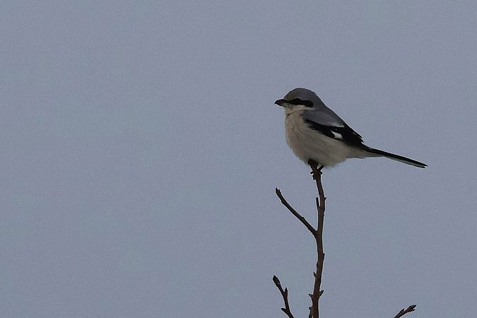 srokosz  - Krzysztof Czajowski