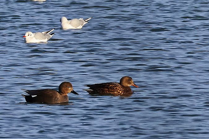 krakwa  - Krzysztof Czajowski