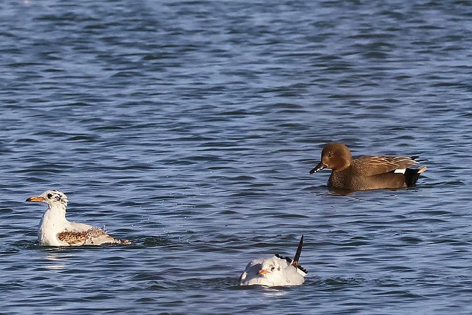 Gadwall  - Krzysztof Czajowski