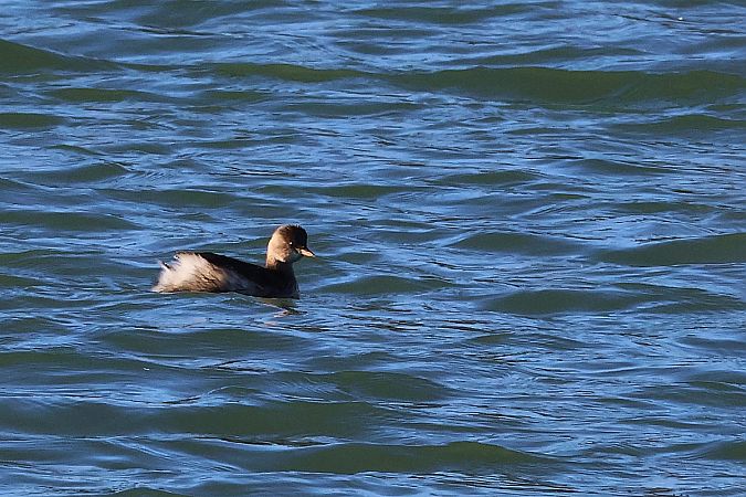 perkozek  - Krzysztof Czajowski