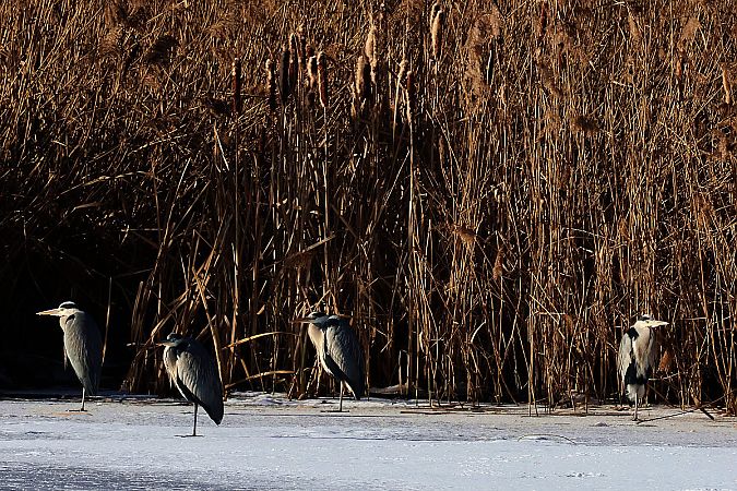 czapla siwa  - Krzysztof Czajowski