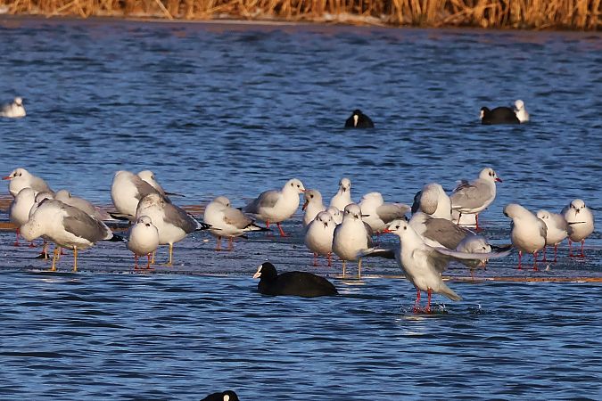 śmieszka  - Krzysztof Czajowski