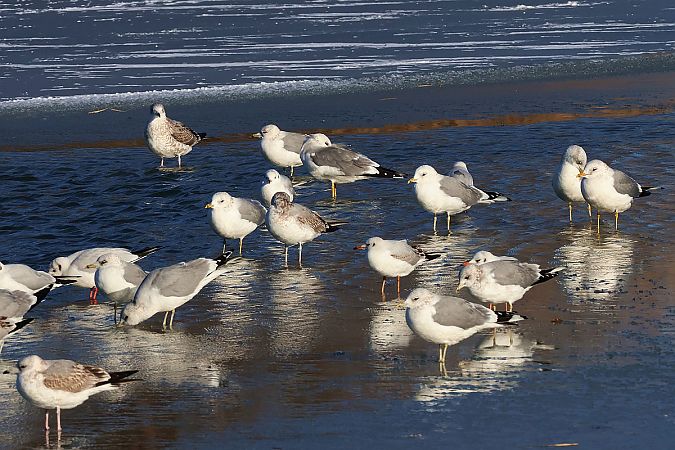 mewa siwa  - Krzysztof Czajowski