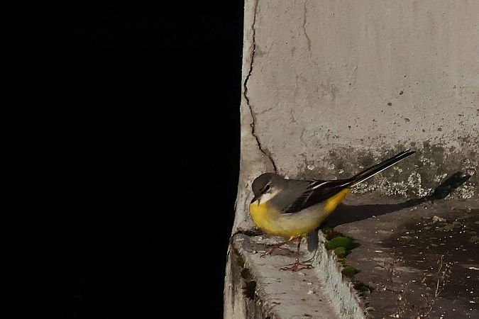 Gebirgsstelze  - Krzysztof Czajowski