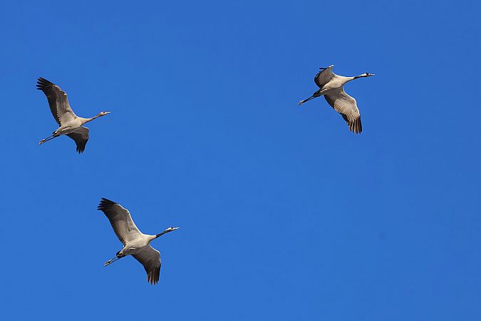 Kranich  - Krzysztof Czajowski