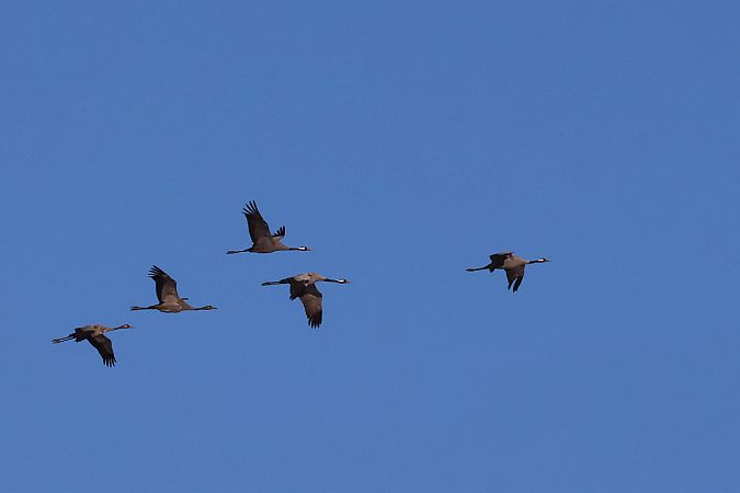 Grue cendrée  - Krzysztof Czajowski