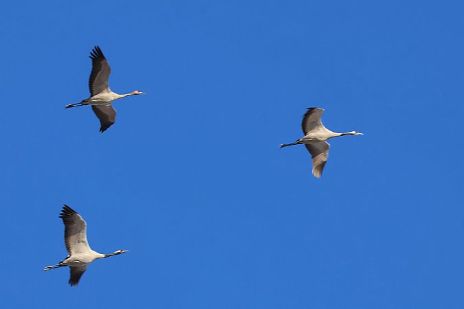 Kranich  - Krzysztof Czajowski
