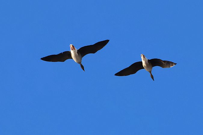 gęś tundrowa  - Krzysztof Czajowski