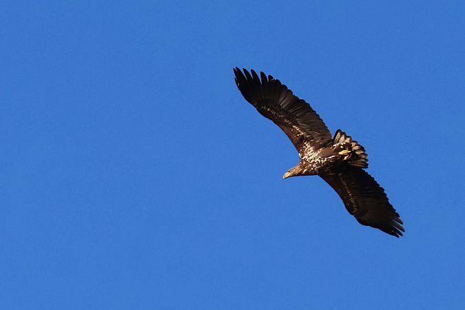 bielik  - Krzysztof Czajowski
