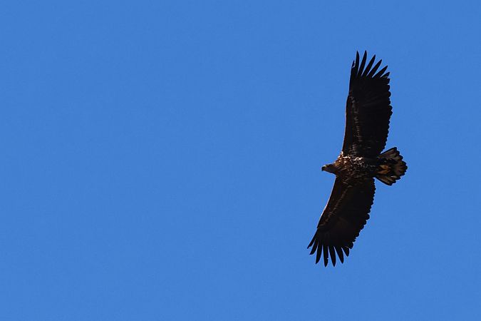 White-tailed Eagle  - Krzysztof Czajowski