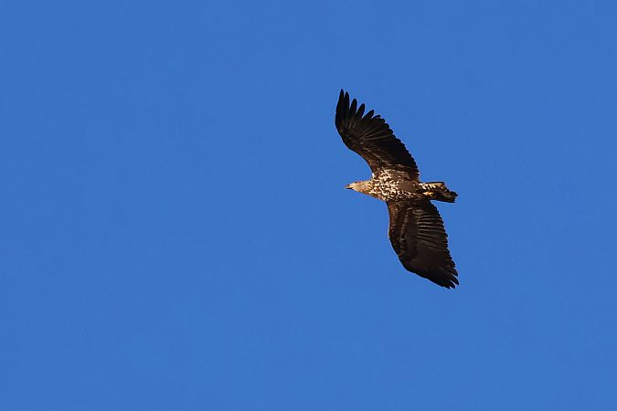 White-tailed Eagle  - Krzysztof Czajowski