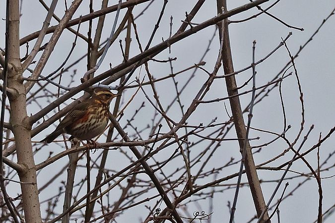 droździk  - Krzysztof Czajowski