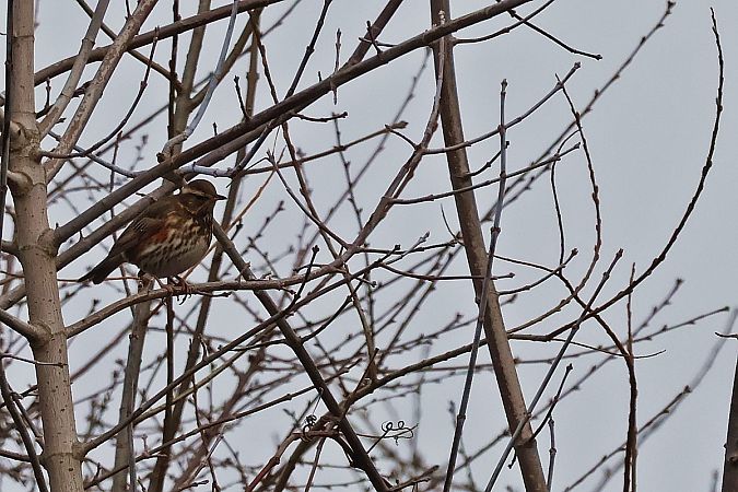 droździk  - Krzysztof Czajowski