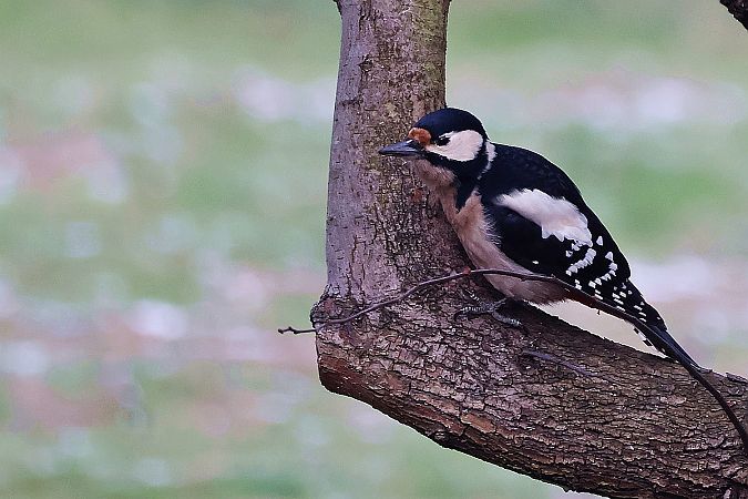 dzięcioł duży  - Krzysztof Czajowski