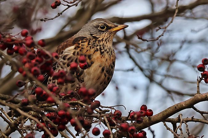 Wacholderdrossel  - Krzysztof Czajowski