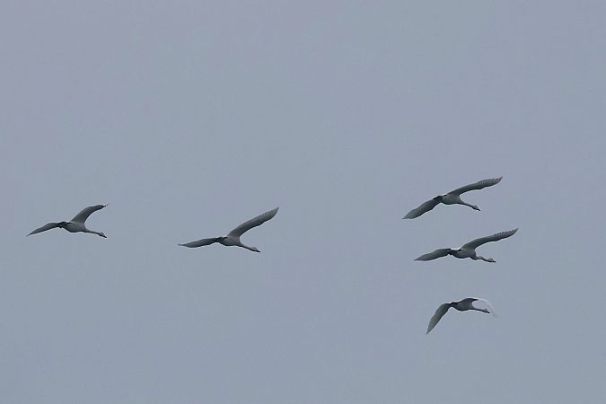 łabędź krzykliwy  - Krzysztof Czajowski