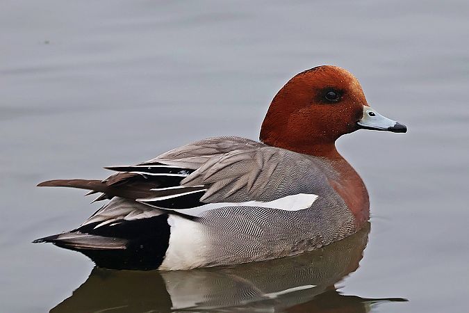 świstun  - Krzysztof Czajowski