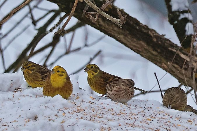 trznadel białogłowy  - Krzysztof Czajowski