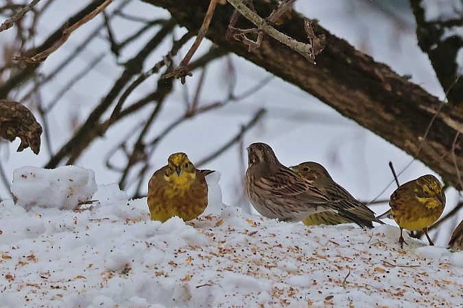 trznadel białogłowy  - Krzysztof Czajowski