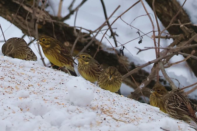 Goldammer  - Krzysztof Czajowski