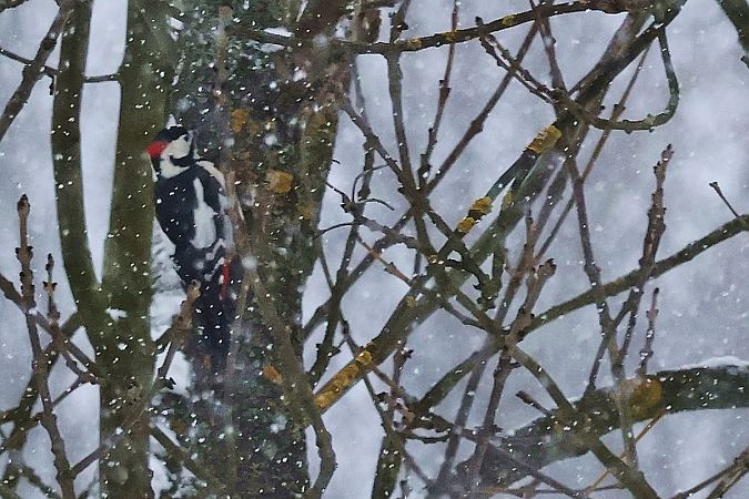 dzięcioł duży x białoszyi  - Krzysztof Czajowski