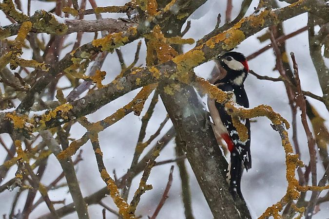 Buntspecht  - Krzysztof Czajowski