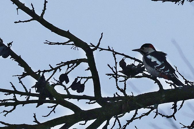dzięcioł białoszyi  - Krzysztof Czajowski