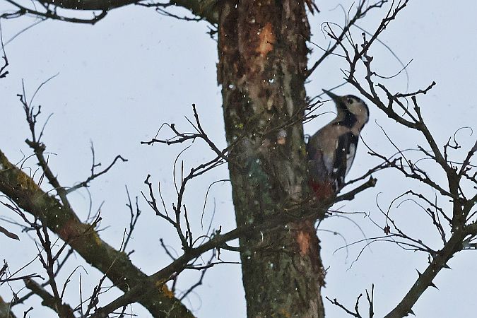 dzięcioł białoszyi  - Krzysztof Czajowski