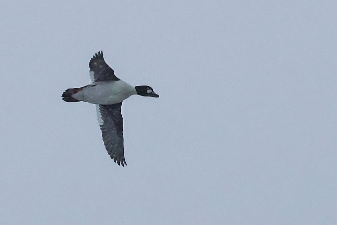 gągoł  - Krzysztof Czajowski