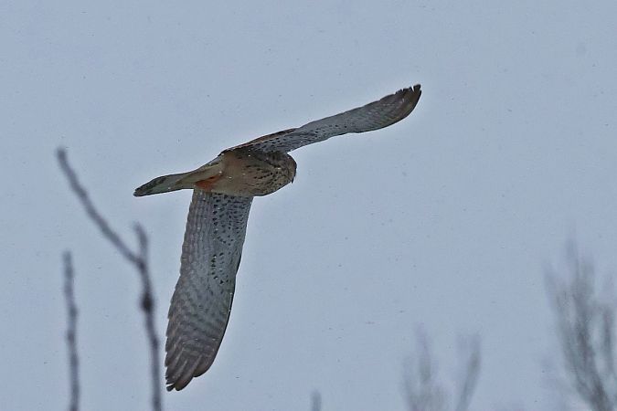 pustułka  - Krzysztof Czajowski