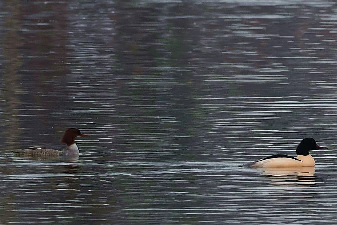 nurogęś  - Krzysztof Czajowski