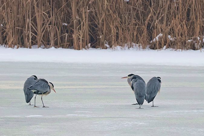 czapla siwa  - Krzysztof Czajowski