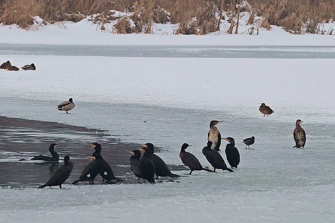 Kormoran  - Krzysztof Czajowski