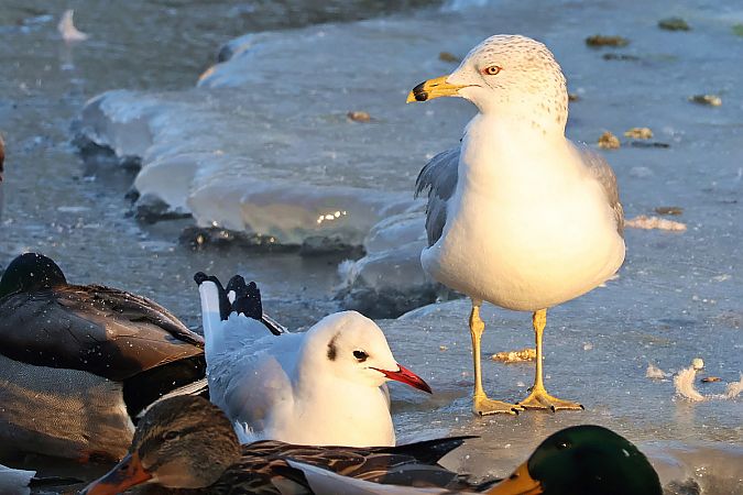 mewa delawarska  - Krzysztof Czajowski