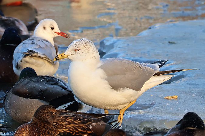 Ringschnabelmöwe  - Krzysztof Czajowski