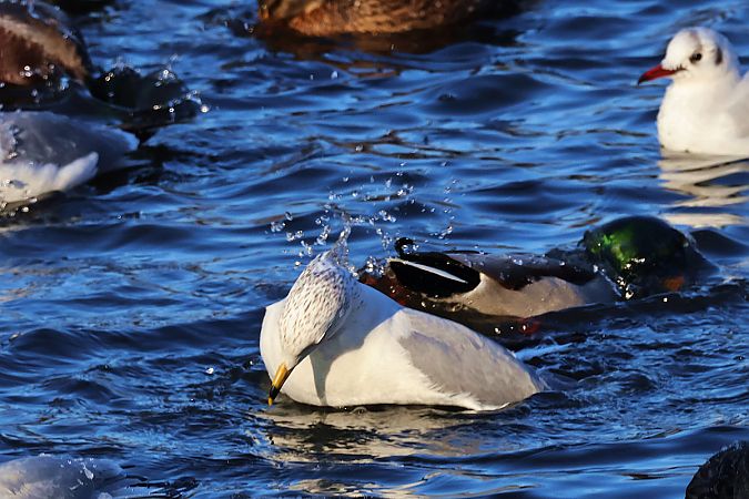 Ringschnabelmöwe  - Krzysztof Czajowski