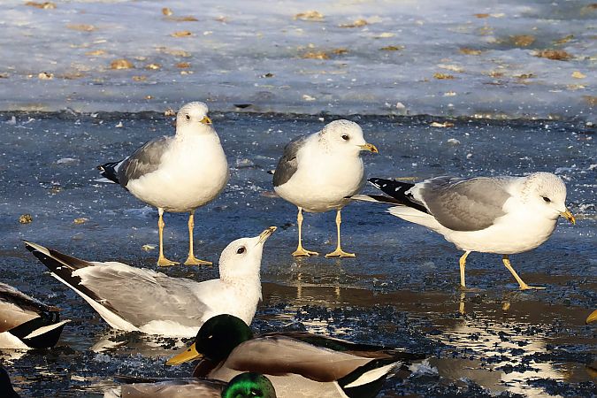 mewa siwa  - Krzysztof Czajowski