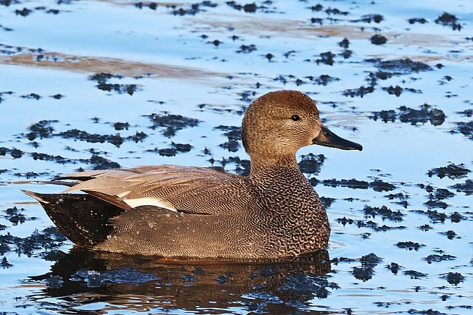 krakwa  - Krzysztof Czajowski