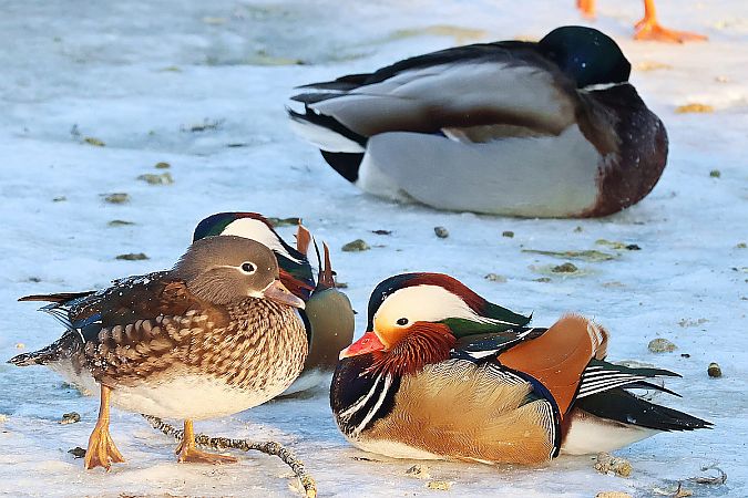 mandarynka  - Krzysztof Czajowski