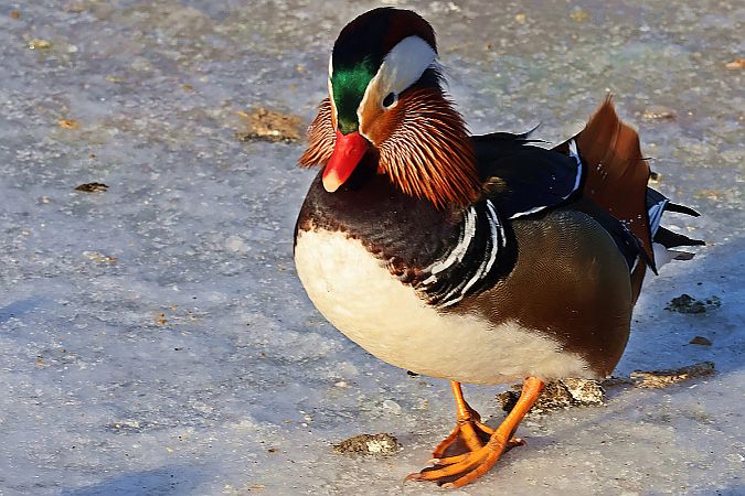 Mandarinente  - Krzysztof Czajowski