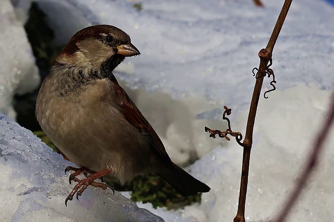 House Sparrow  - Krzysztof Czajowski